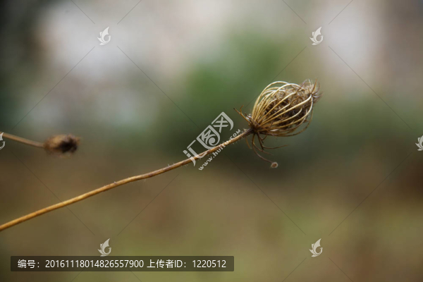 秋天的細(xì)節(jié)