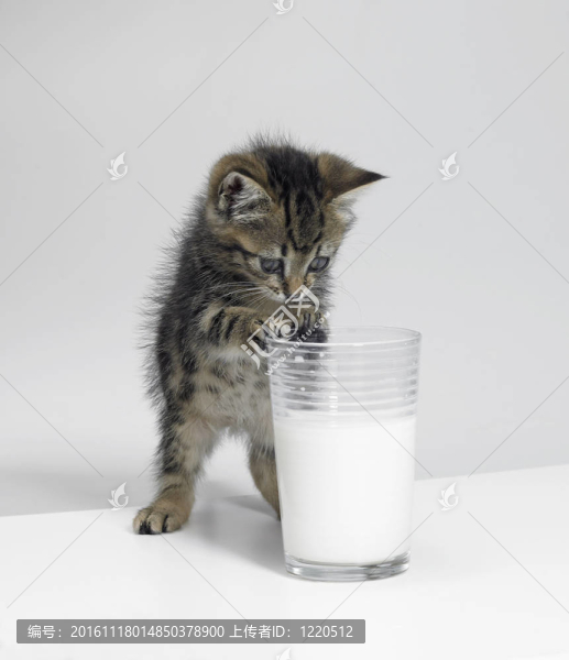 小貓和一杯牛奶