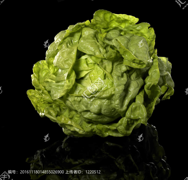 生菜綠頭
