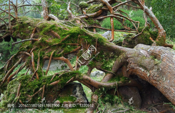 雜草叢生的樹干