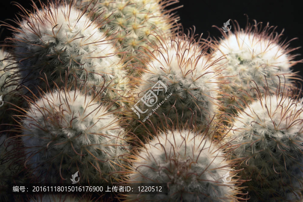 仙人掌圖片