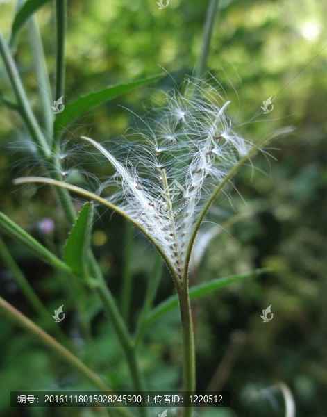 分形植物細(xì)節(jié)