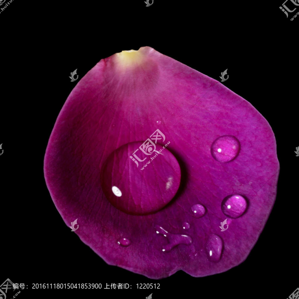 玫瑰花瓣和水滴落在