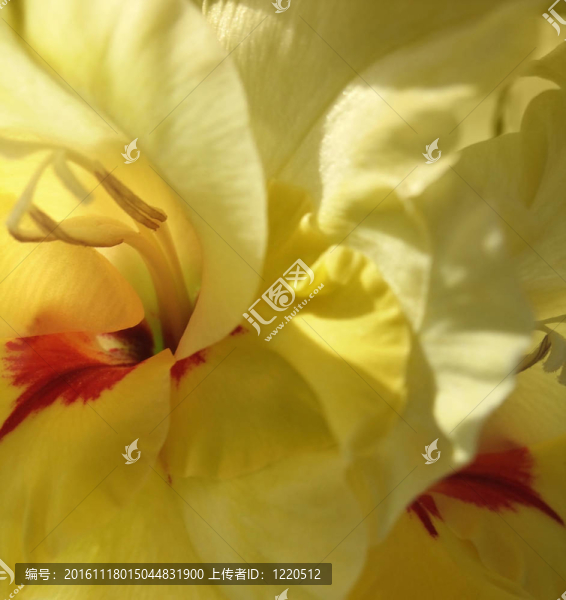 黃色唐菖蒲花卉特寫