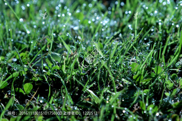露水草2