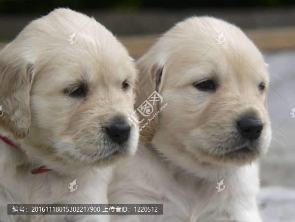 兩金毛幼犬