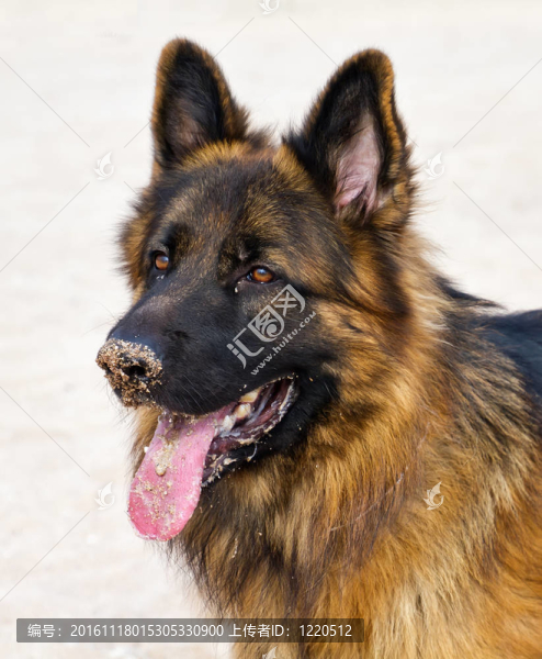 德國牧羊犬