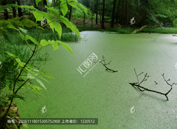 雜草叢生的小湖在森林