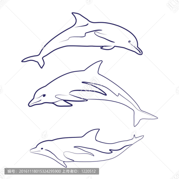 海豚的輪廓