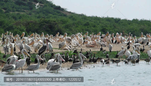 許多非洲鳥(niǎo)類河畔