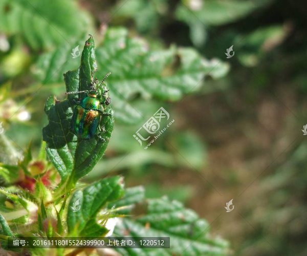 在陽(yáng)光明媚的氛圍，Chrysolina,fastuosa