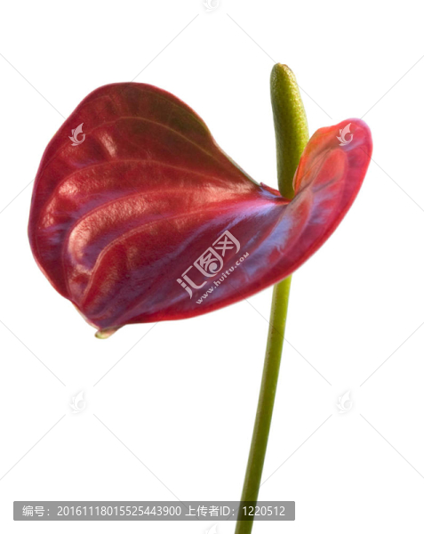 在白背紅色火鶴花