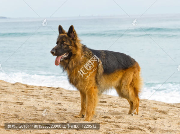 德國牧羊犬