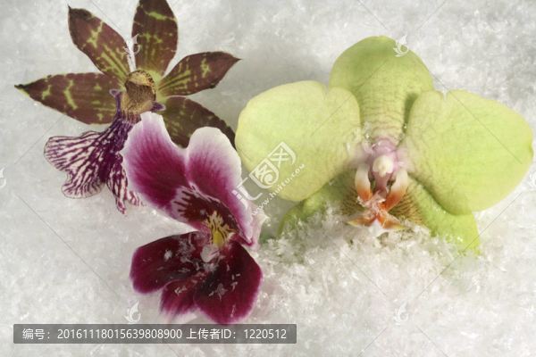 三蘭花和雪