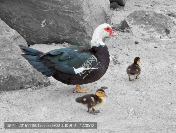 鴨與幼鳥(niǎo)