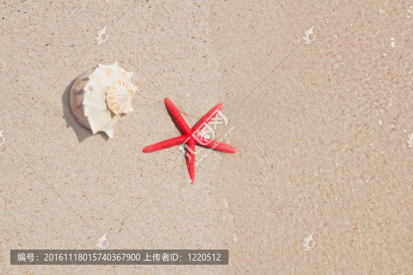 在白沙海灘的貝殼和海星