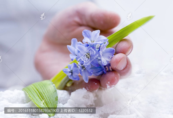 溫柔的風(fēng)信子