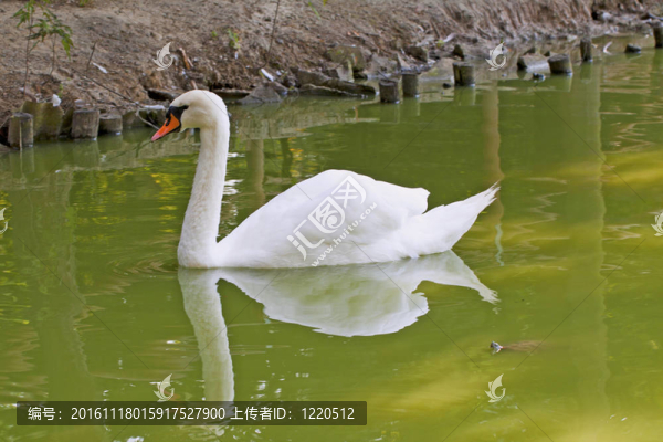天鵝
