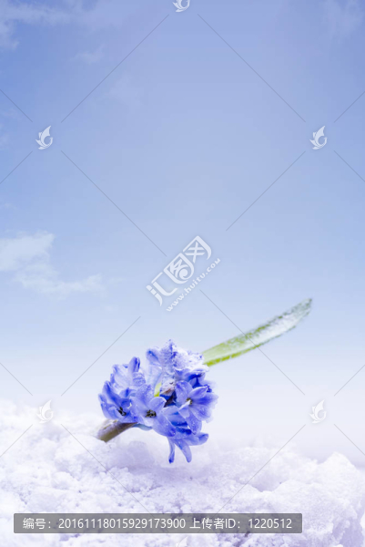 溫柔的風(fēng)信子