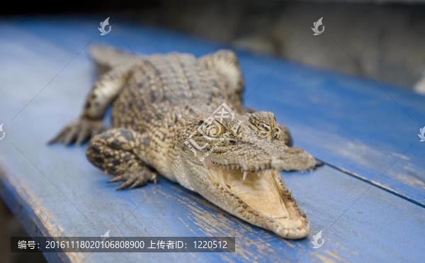 開曼群島