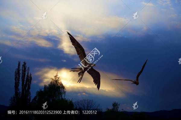 夕陽中的鳥兒