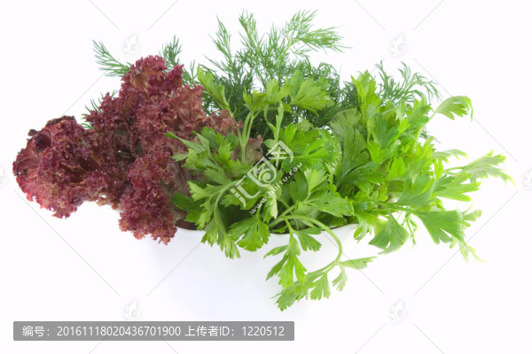 新鮮的香菜；碗蒔蘿和生菜白色隔離