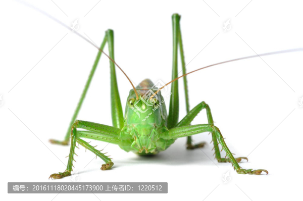 蚱蜢
