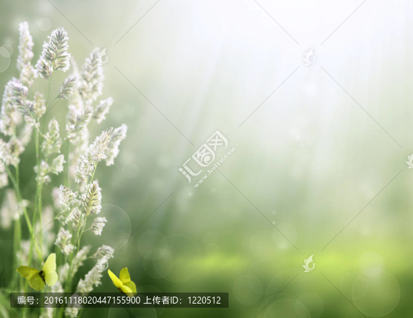 藝術(shù)夏季背景。草地上的日出