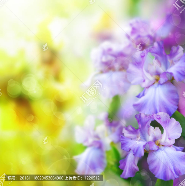 中文摘要春季花卉背景