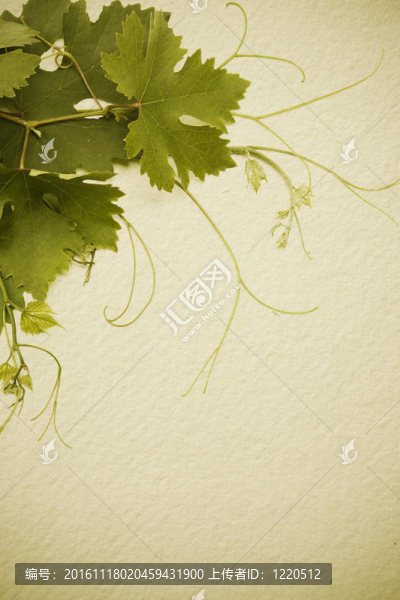 葡萄酒風(fēng)格的葡萄酒概念設(shè)計