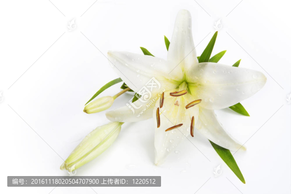 白色背景上的百合花