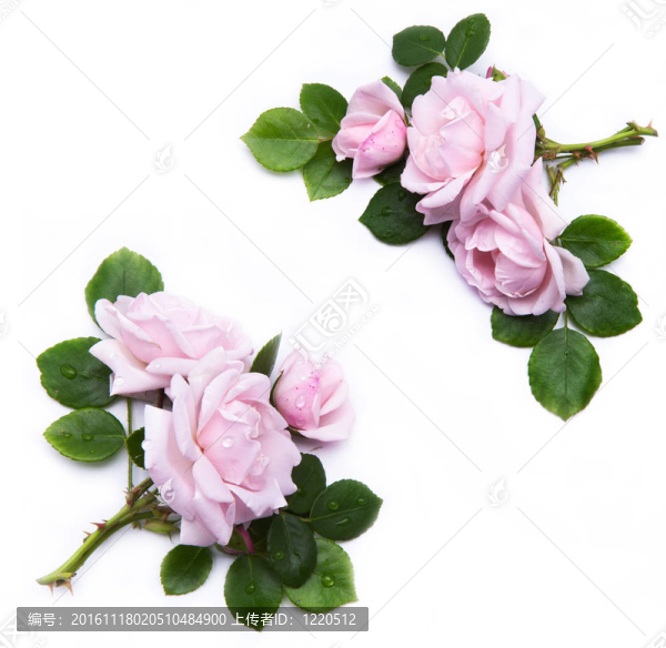 設(shè)計中的花卉元素