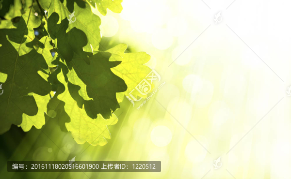 藝術(shù)的橡樹(shù)