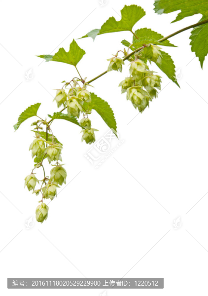 支啤酒花