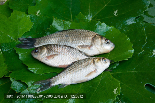 魚