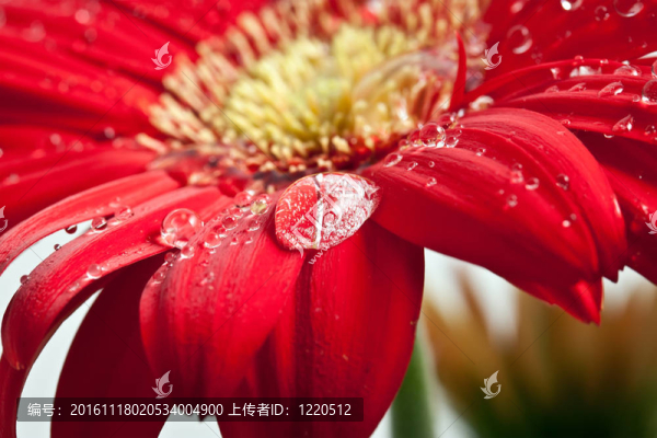 露水對Gerber滴