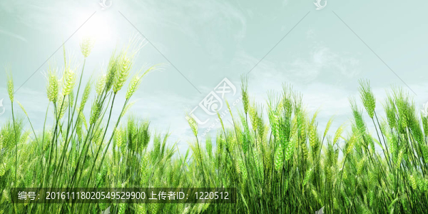 小麥田