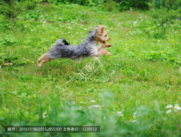 狗在公園里玩