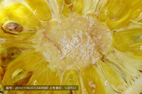 成熟的菠蘿蜜直徑