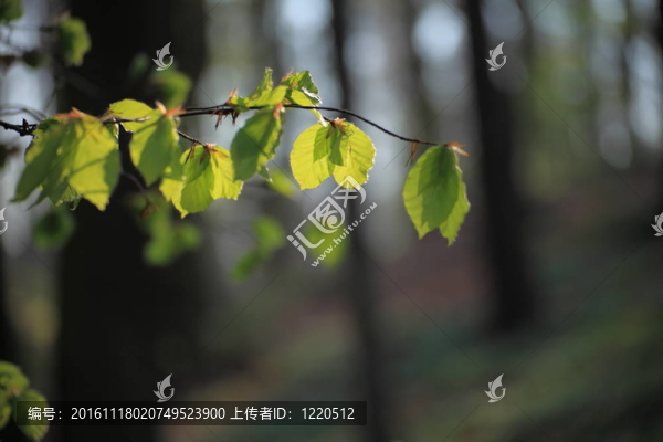 森林里的春天