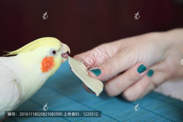 厚臉皮的玄鳳鸚鵡