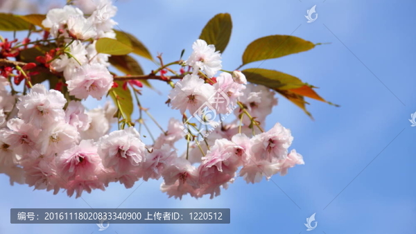 藍色天空中的櫻花
