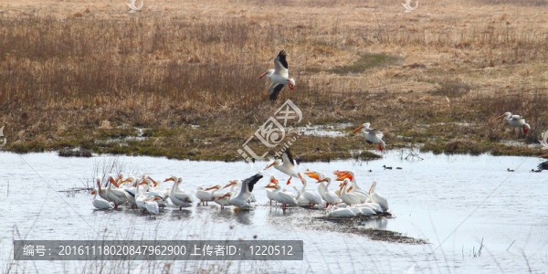 美洲白鵜鶘（Pelecanus,erythrorhynchos）