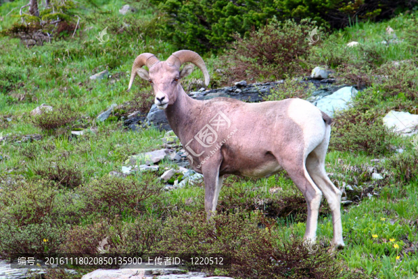大角羊（Ovis,canadensis）