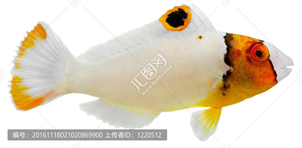 青鯨鸚嘴魚
