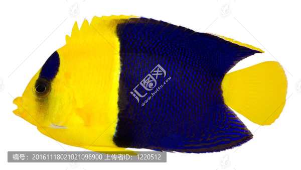 雙色天使神仙（Centropyge,bicolor）