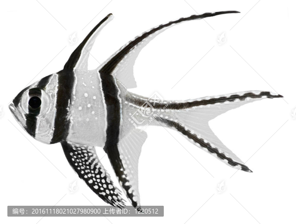 邦蓋紅色魚（Pterapogon,kauderni）