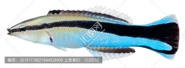 清潔工瀨魚。裂唇魚