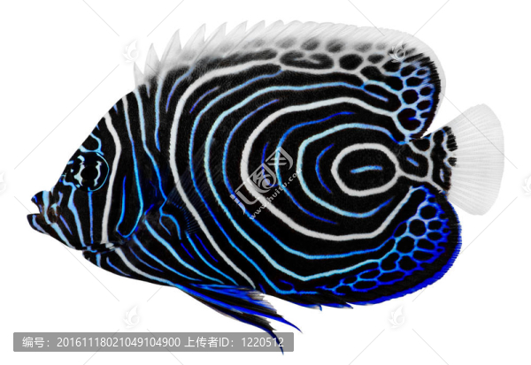 Emperor,Angelfish。主刺蓋魚