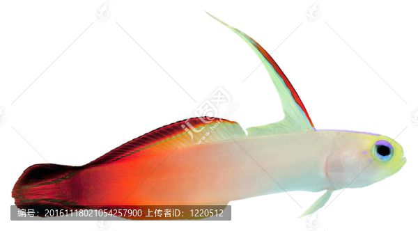 火焰魚（華麗的懸停蝦虎魚）